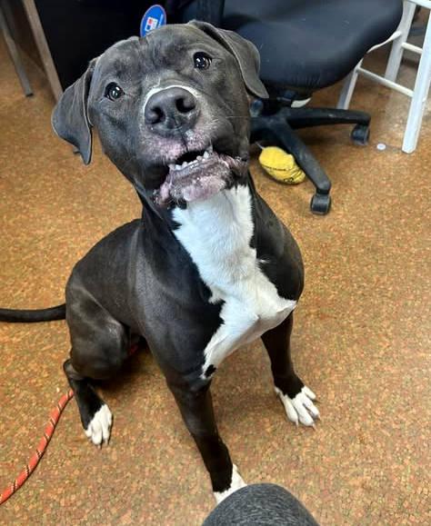 Enlarge Chase, a Adoptable mixed breed in Euclid, OH image 4/6