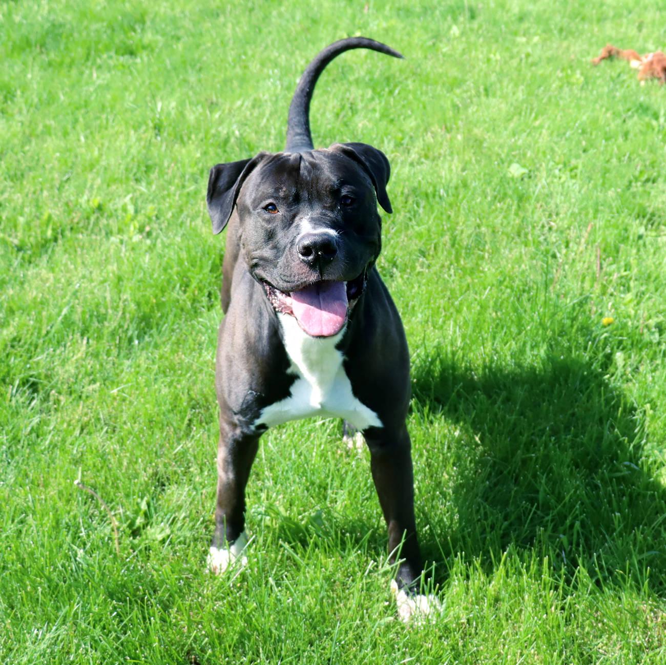 Enlarge Chase, a Adoptable mixed breed in Euclid, OH image 5/6
