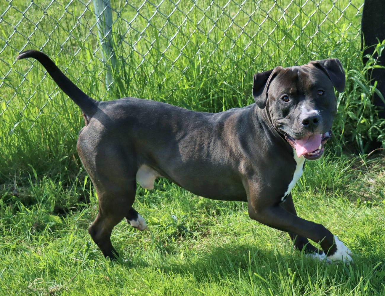 Enlarge Chase, a Adoptable mixed breed in Euclid, OH image 6/6