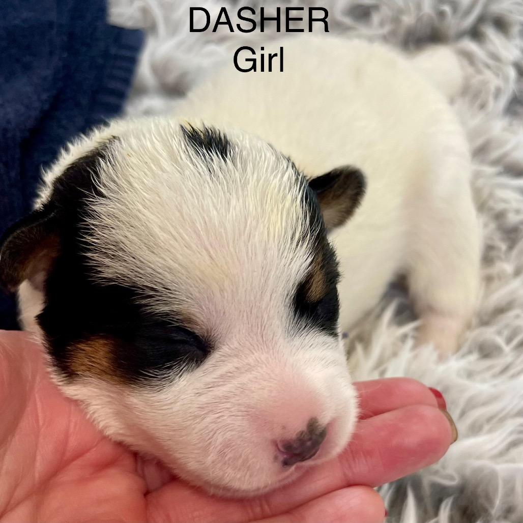 Enlarge Dasher, a Adoptable mixed breed in Tacoma, WA image 1/1