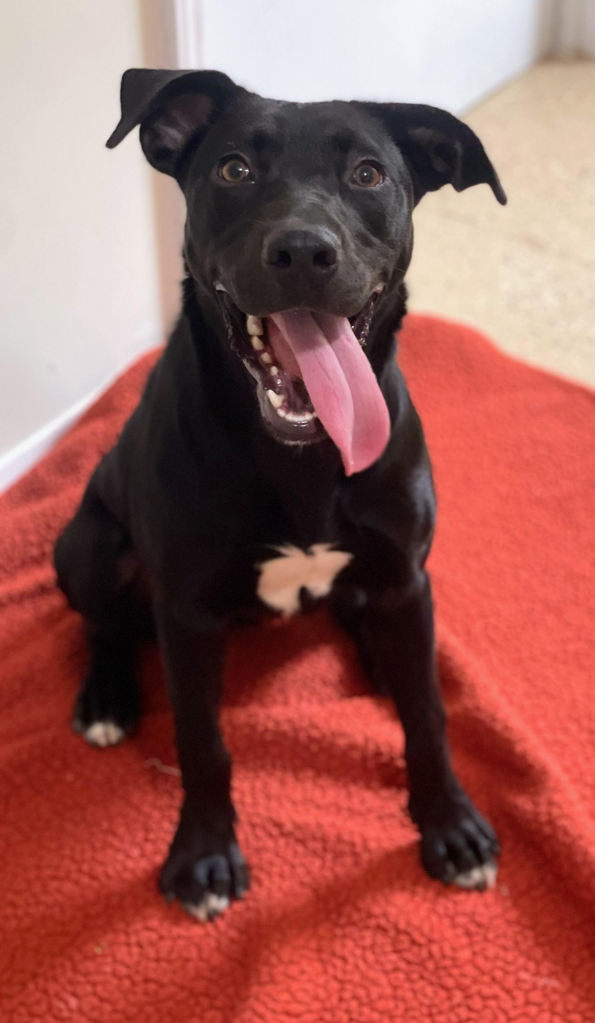 Rizzy, a Adopted mixed breed in Jackson, MS image 1/3