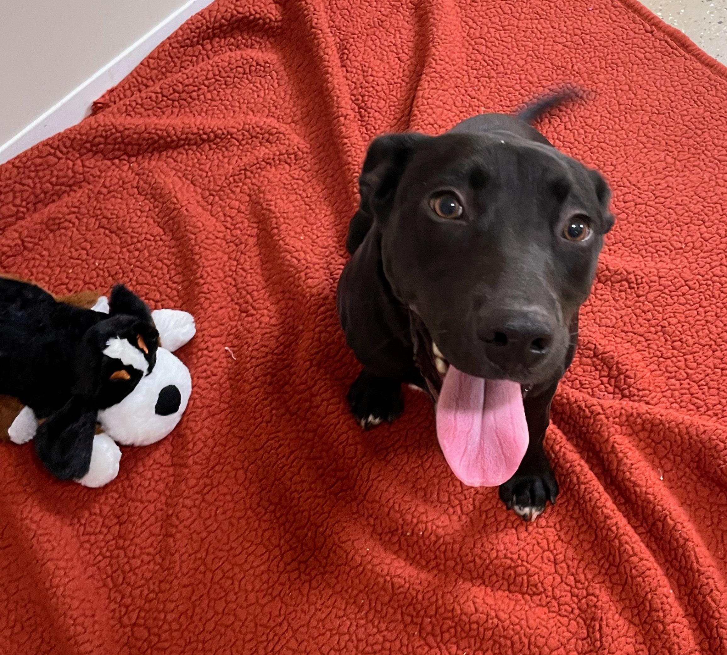 Rizzy, a Adopted mixed breed in Jackson, MS image 3/3