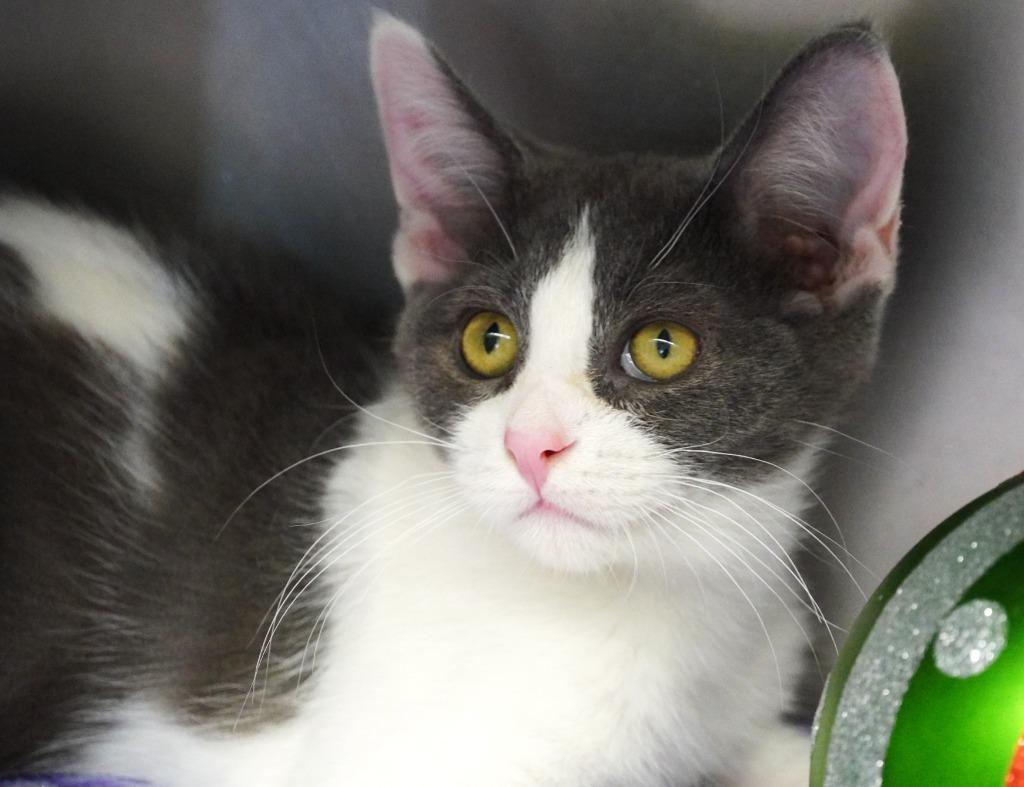 Porky, Adoptable, Kitten Male Domestic Short Hair.