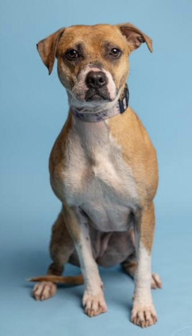 Phoebe, Adoptable, Adult Female Pit Bull Terrier.