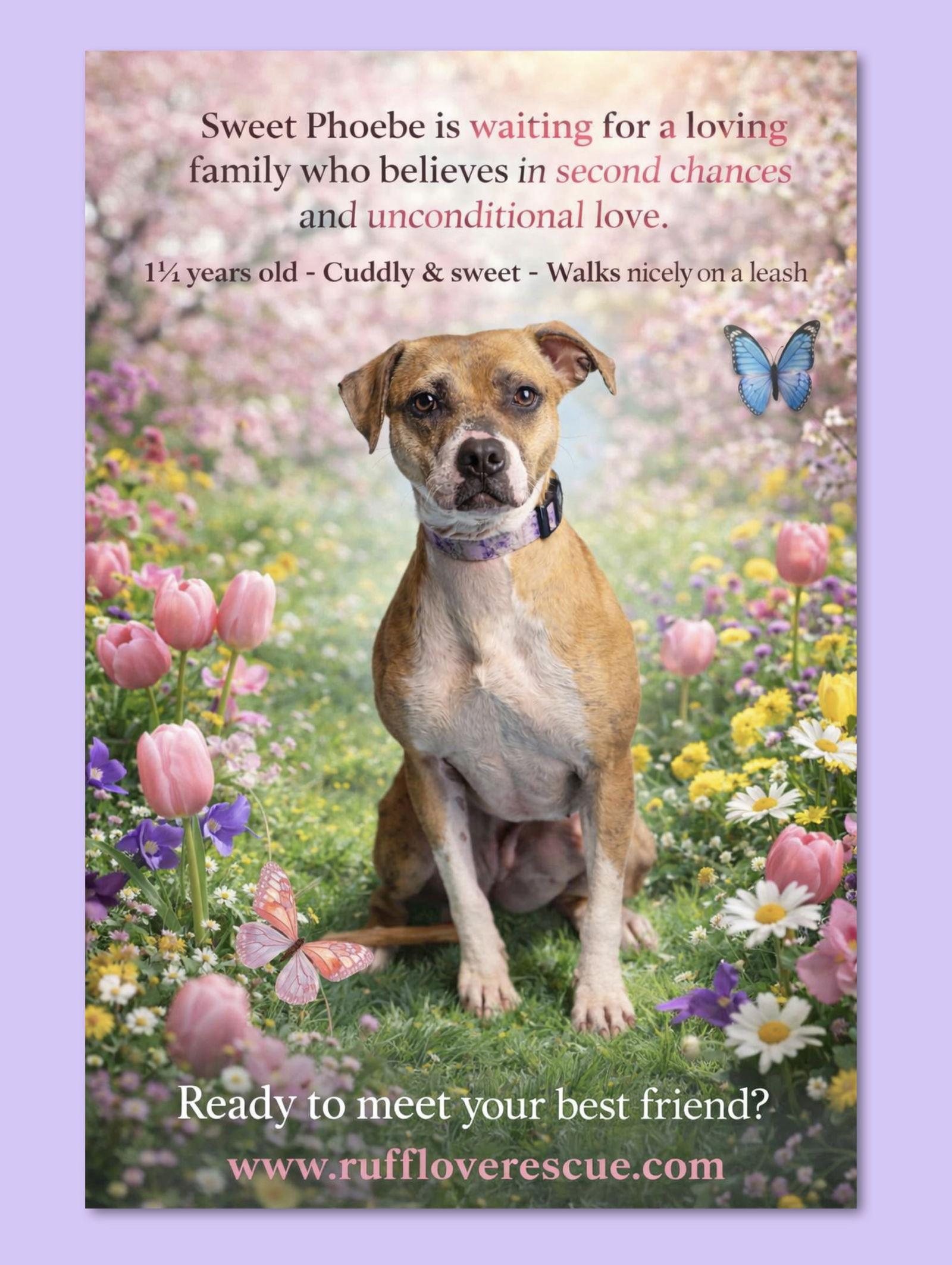 Phoebe, Adoptable, Adult Female Staffordshire Bull Terrier & American Bulldog.