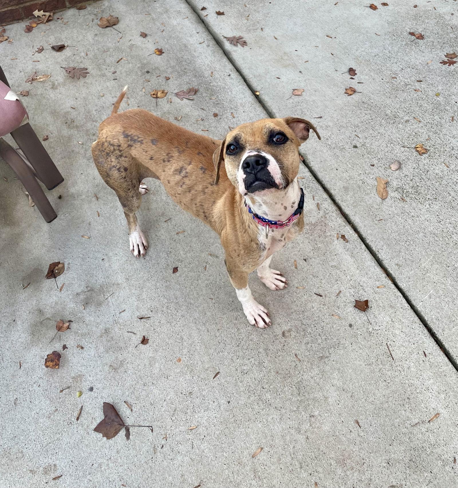 Phoebe, a Adoptable Pit Bull Terrier in Thomasville, NC image 2/3