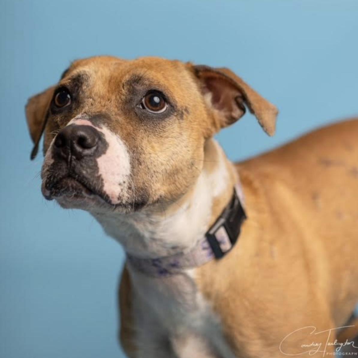 Phoebe, a Adoptable Pit Bull Terrier in Thomasville, NC image 3/3