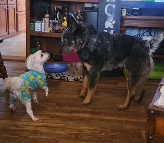 Jed, a ADOPTABLE Australian Cattle Dog / Blue Heeler in Manhasset, NY image 4/4