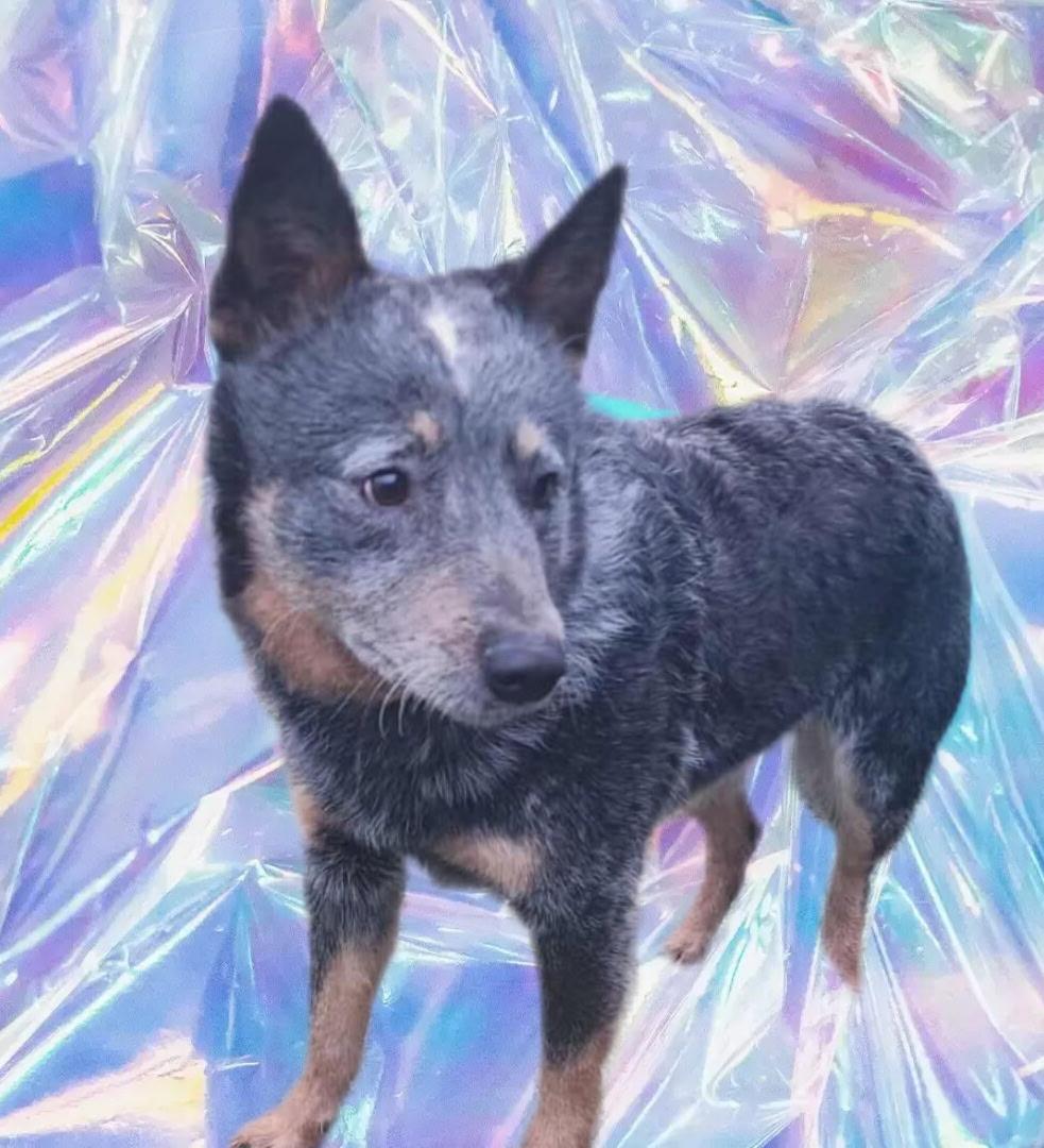 Enlarge Jed, a ADOPTABLE Australian Cattle Dog / Blue Heeler in Manhasset, NY image 1/5