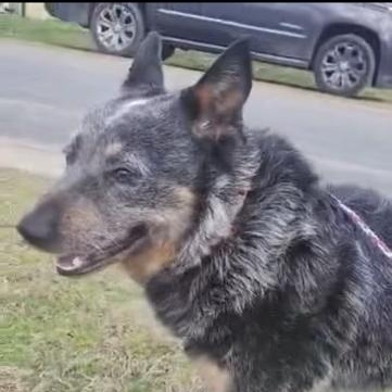 Enlarge Jed, a ADOPTABLE Australian Cattle Dog / Blue Heeler in Manhasset, NY image 3/5