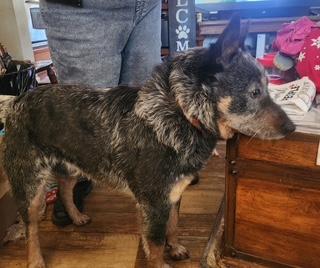 Jed, a ADOPTABLE Australian Cattle Dog / Blue Heeler in Manhasset, NY image 3/4