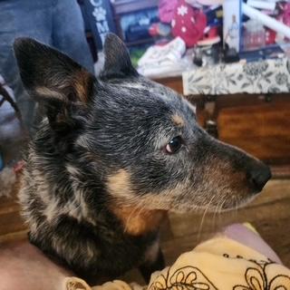 Jed, a ADOPTABLE Australian Cattle Dog / Blue Heeler in Manhasset, NY image 1/4