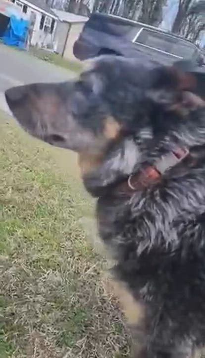 Enlarge Jed, a ADOPTABLE Australian Cattle Dog / Blue Heeler in Manhasset, NY video 2/5