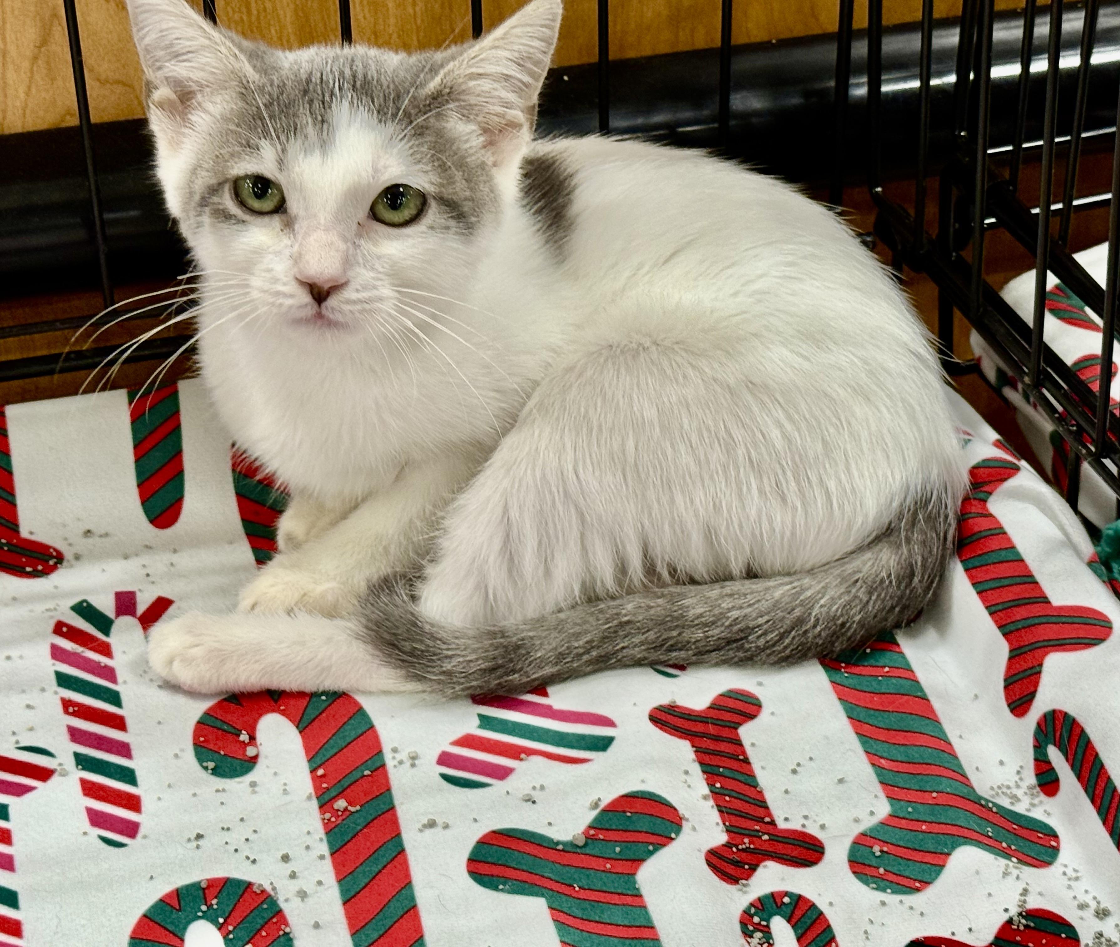 Coven , ADOPTABLE, Kitten Female Domestic Short Hair.