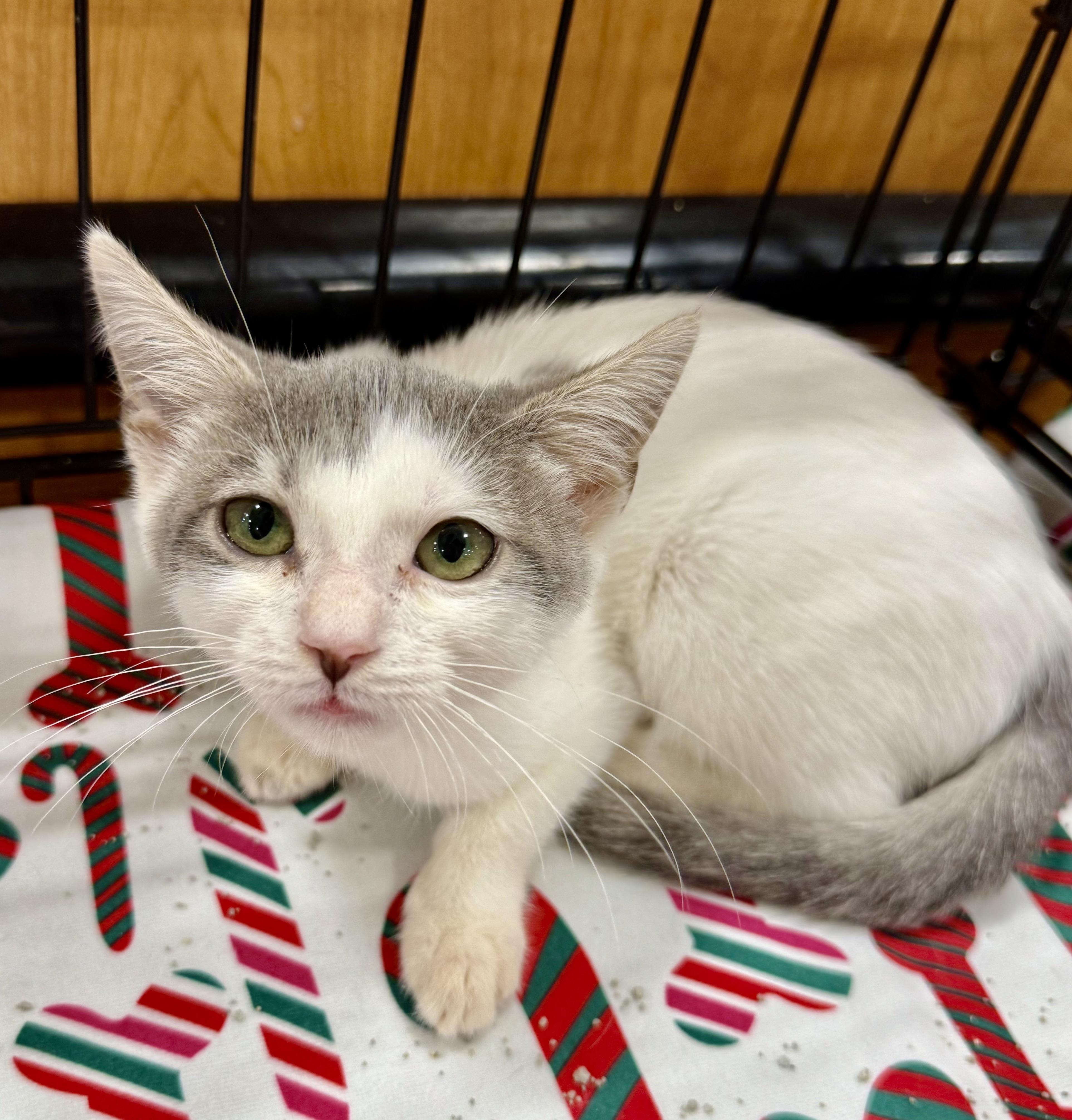 Enlarge Coven , a ADOPTABLE Domestic Short Hair in New Port Richey, FL image 2/2