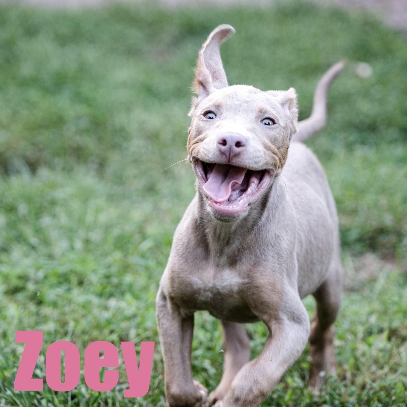 Zoey - Adopted | Petfinder
