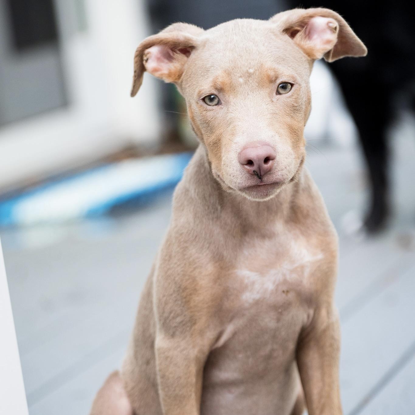 Zoey - Adopted | Petfinder