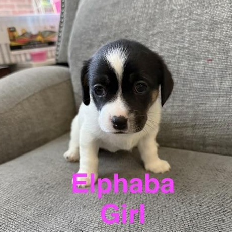 The Wicked Litter thumbnail 2