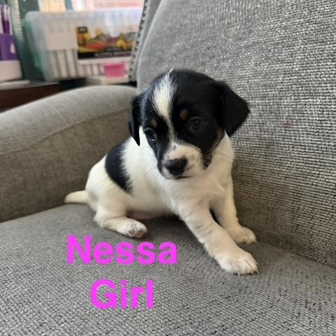 The Wicked Litter thumbnail 3