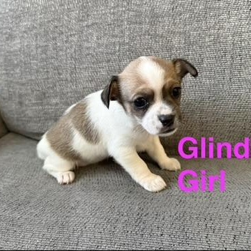 The Wicked Litter thumbnail 4