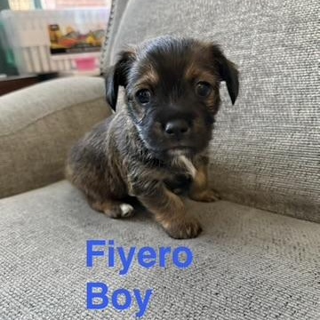 The Wicked Litter thumbnail 5