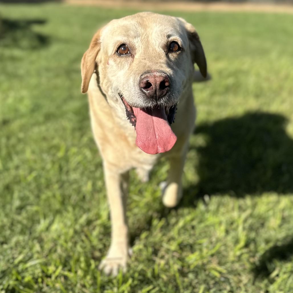 King, Adoptable, Senior Male Mixed Breed.