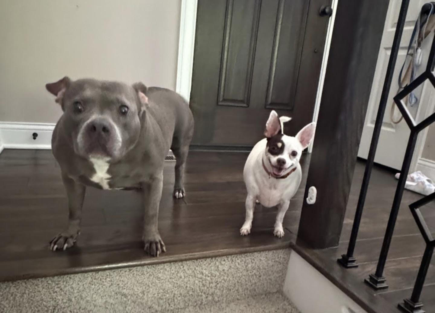 Wallie, Adopted, Adult Male Chihuahua.