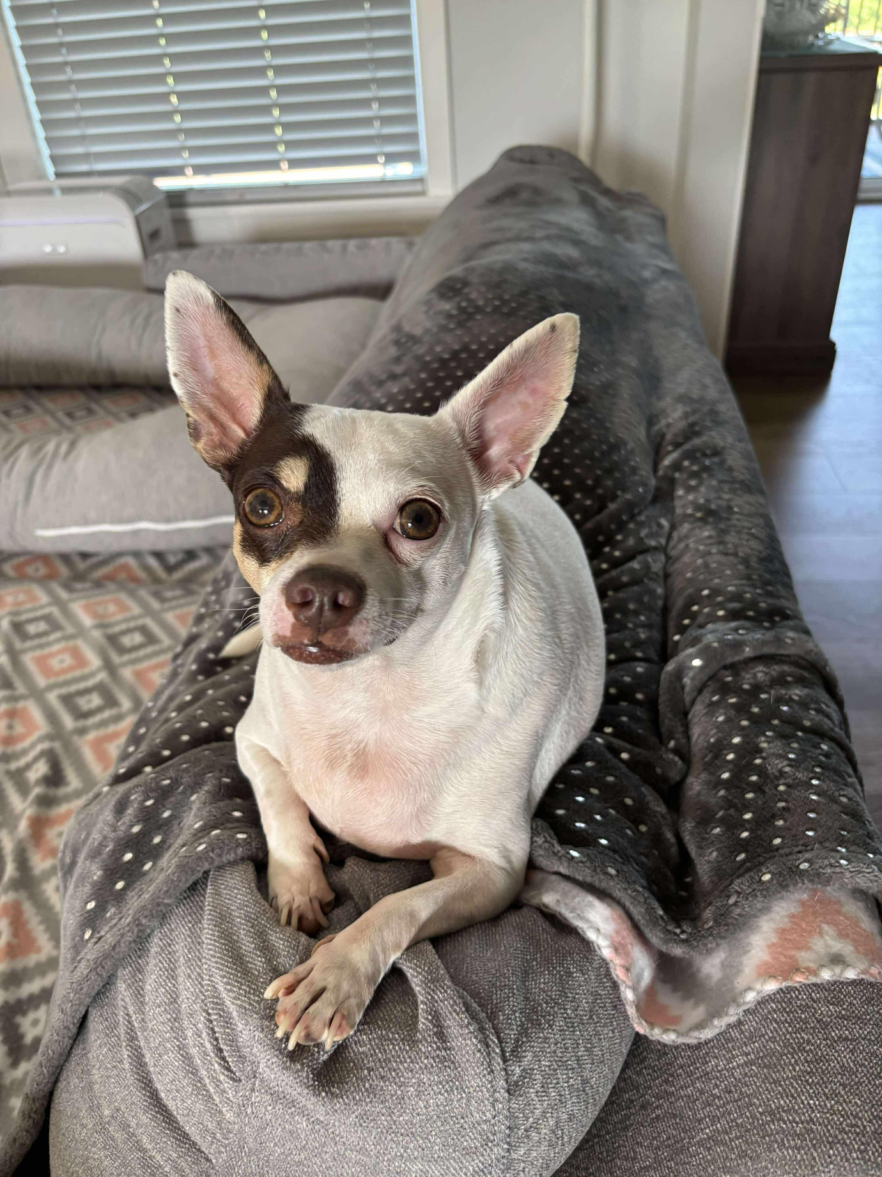 Wallie, a Adopted Chihuahua in Columbia, MO image 2/6