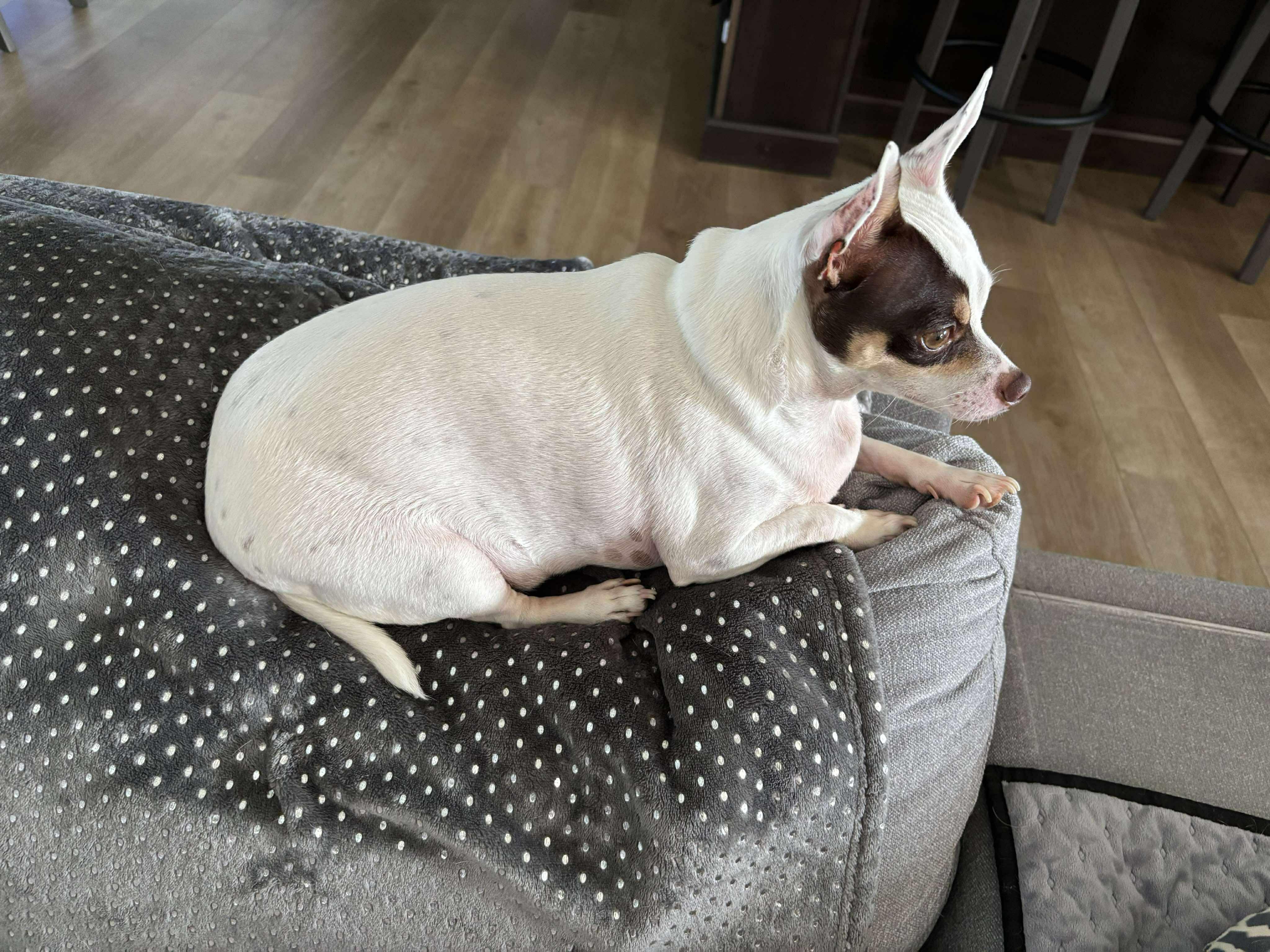 Wallie, a Adopted Chihuahua in Columbia, MO image 3/6