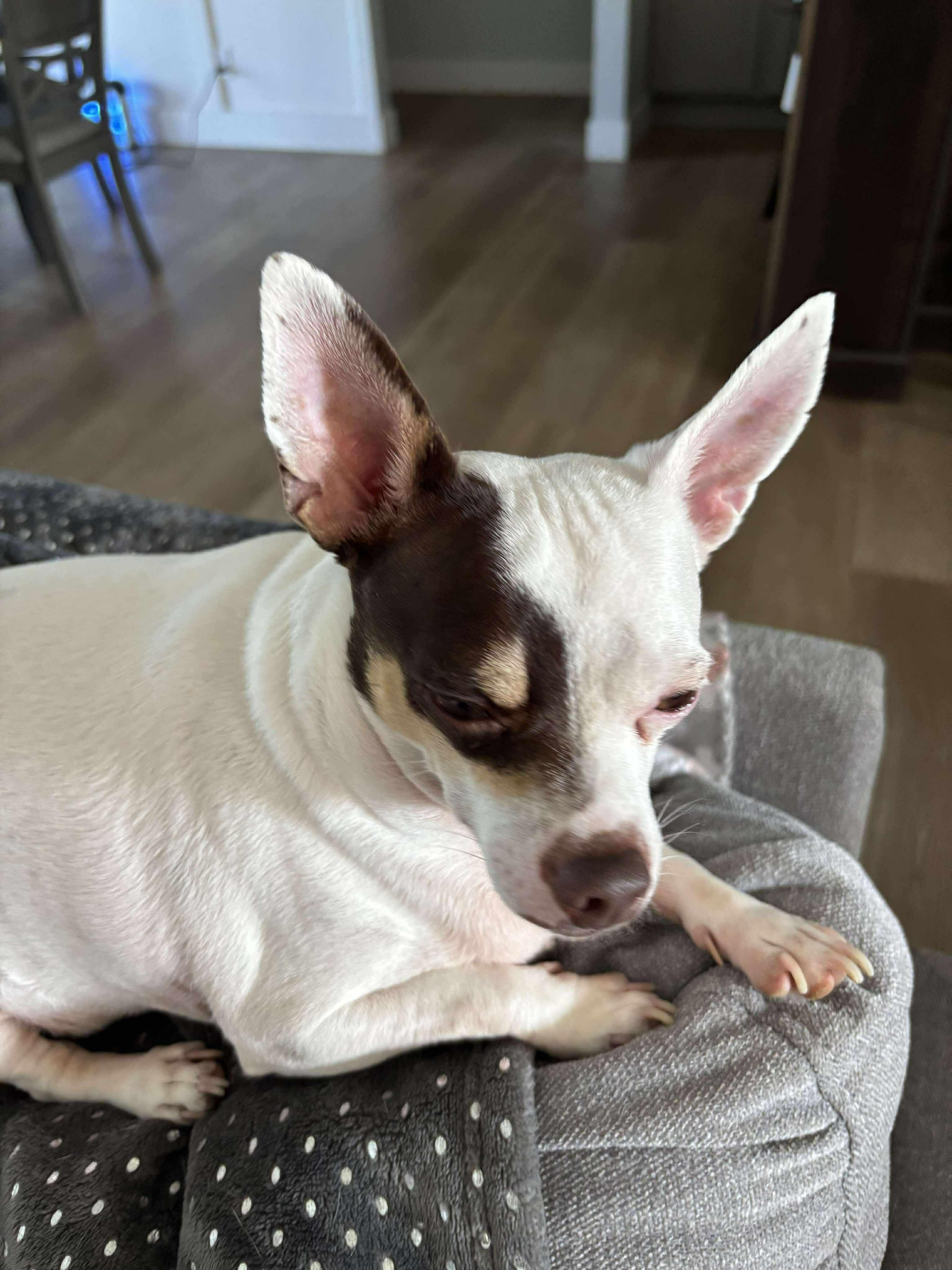 Wallie, a Adopted Chihuahua in Columbia, MO image 4/6