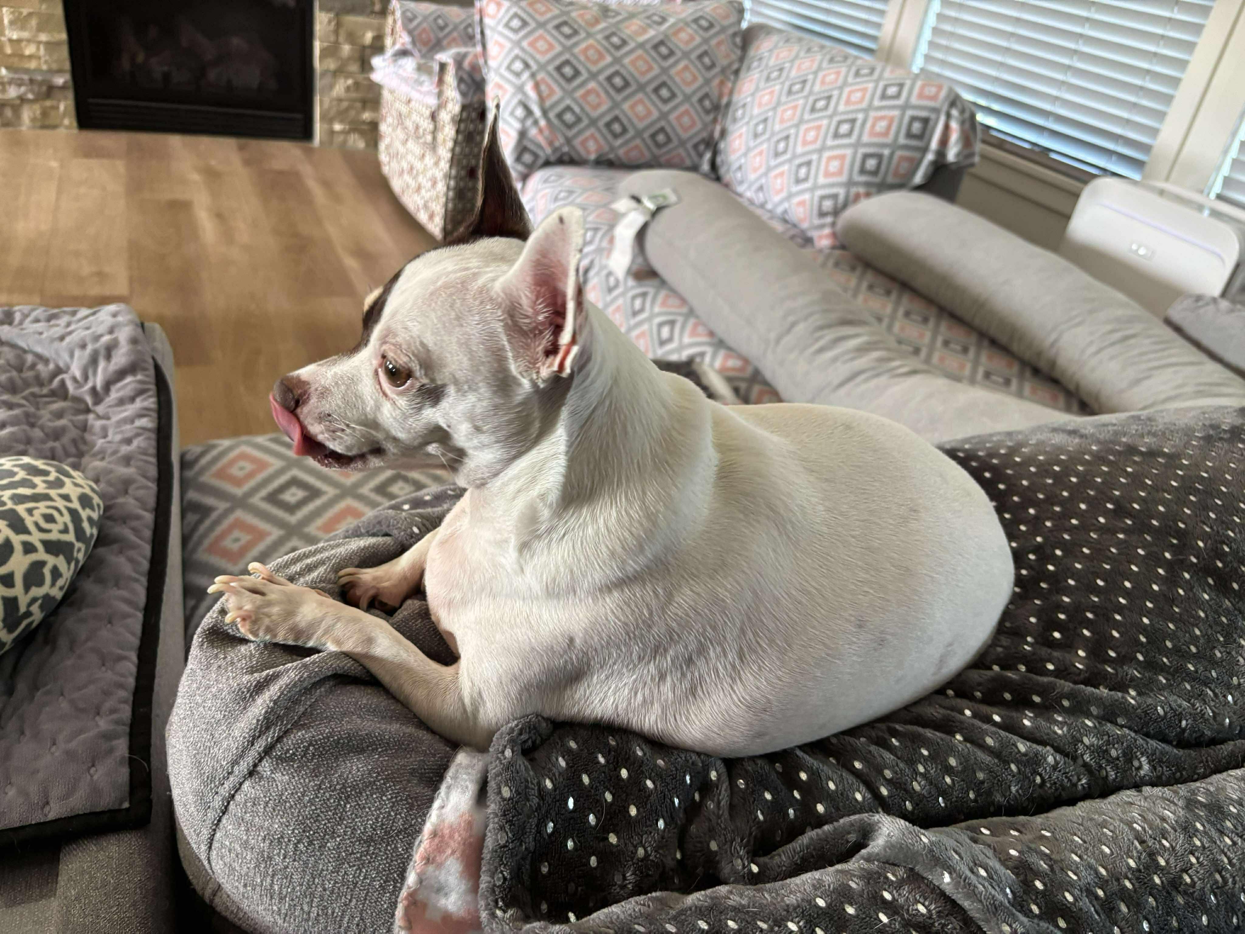 Wallie, a Adopted Chihuahua in Columbia, MO image 5/6