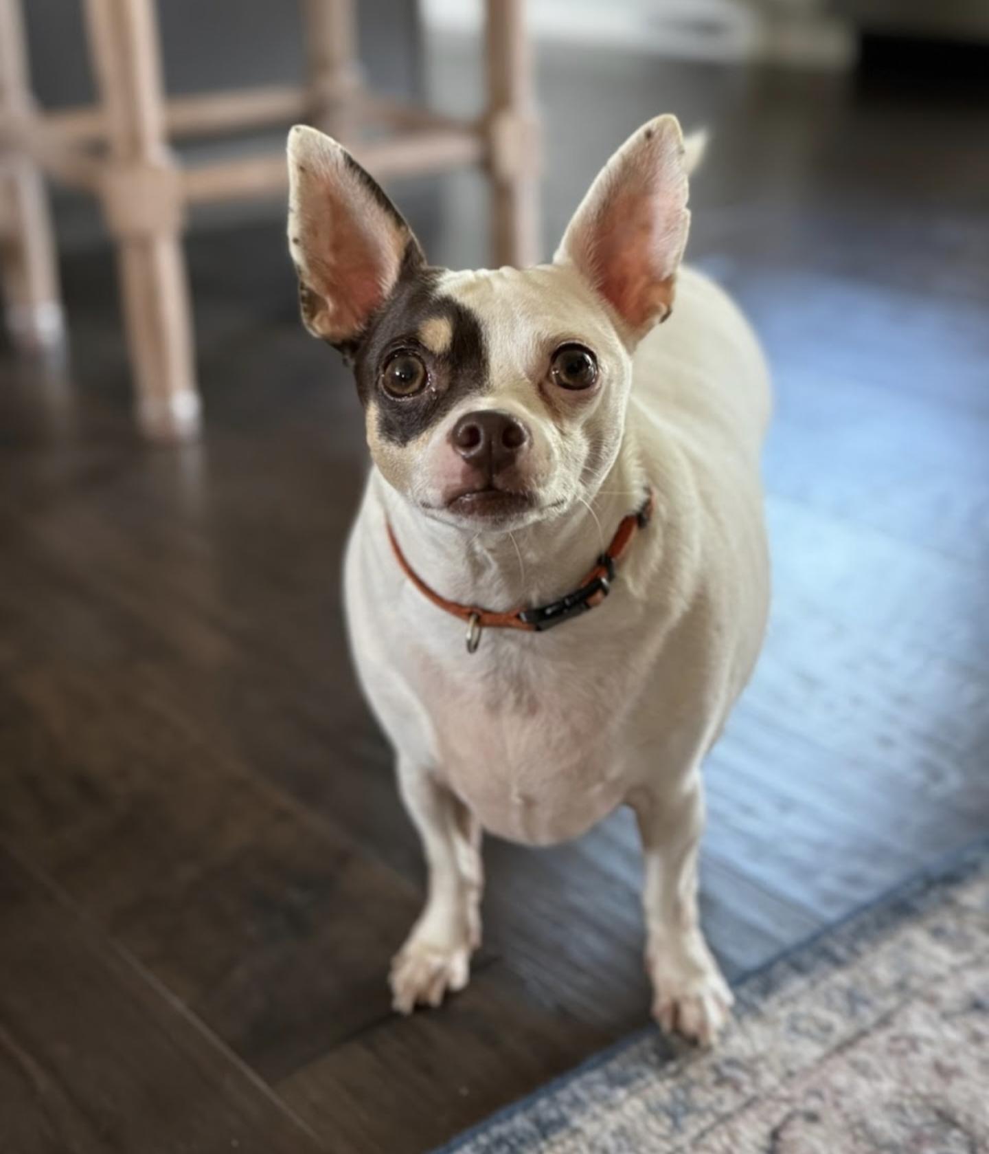 Wallie, a Adopted Chihuahua in Columbia, MO image 6/6