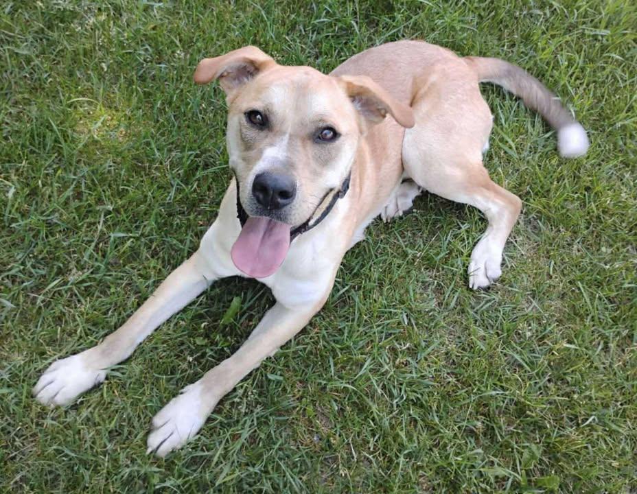 Remi, Young Male unknown