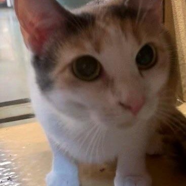 Lucy, a Adoptable mixed breed in Morganton, NC image 2/5