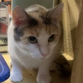 Lucy, a Adoptable mixed breed in Morganton, NC image 3/5