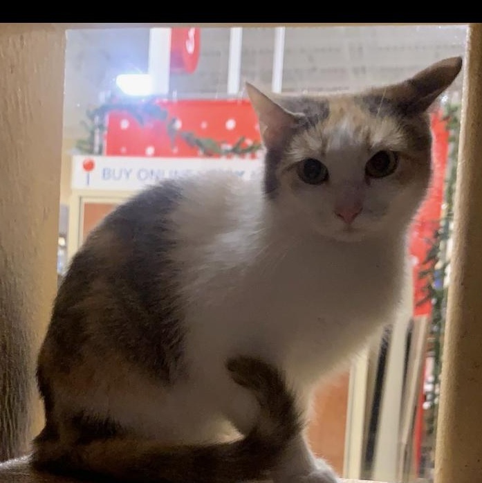 Lucy, an adoptable Calico Mix in Morganton, NC_image-1