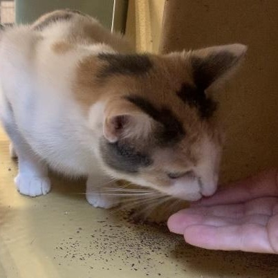 Lucy, Adoptable, Kitten Female Calico.