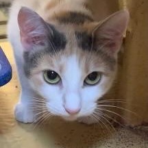 Lucy, Adoptable, Kitten Female Calico.