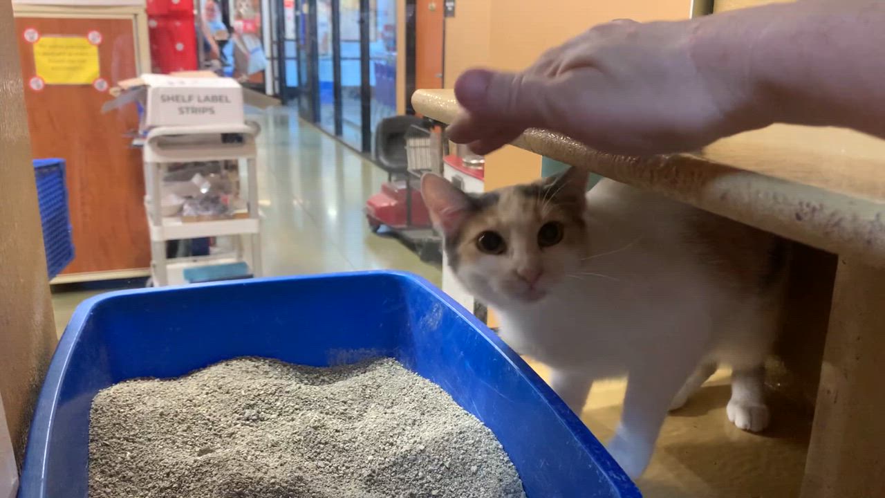 Enlarge Lucy, a Adoptable mixed breed in Morganton, NC video 5/5