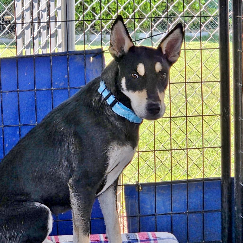 Kris, Adoptable, Adult Female Mixed Breed.