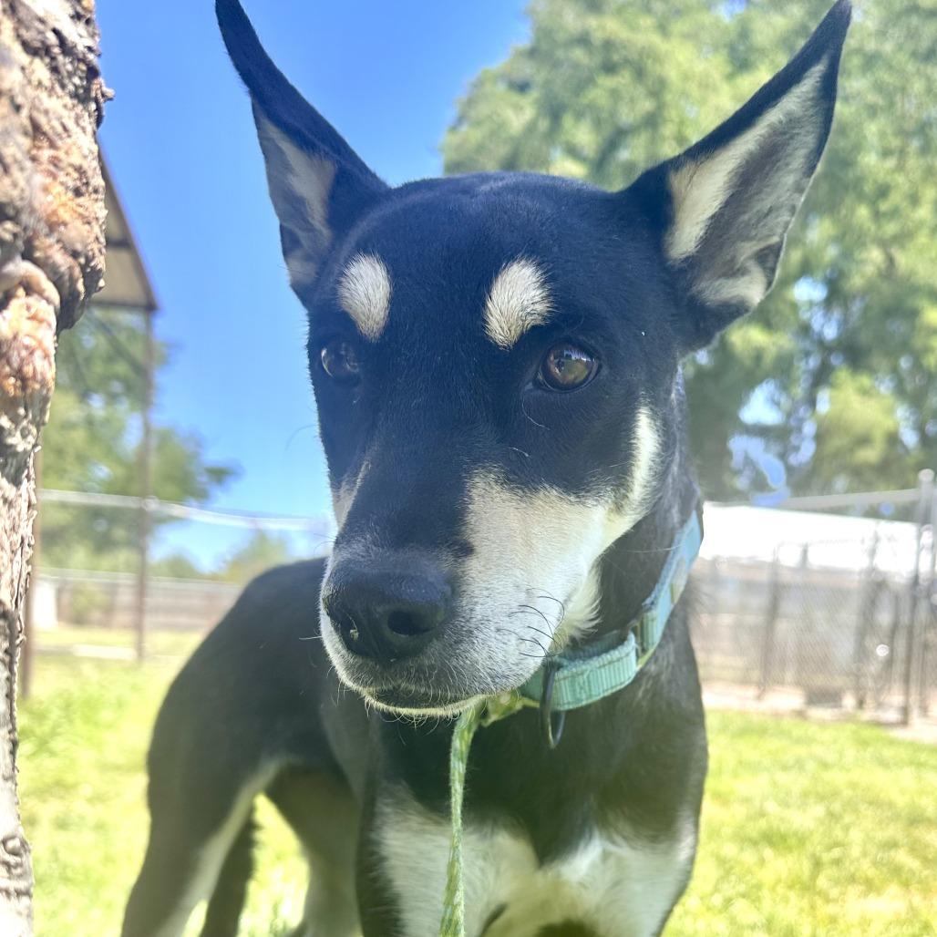 Kris, Adoptable, Adult Female Mixed Breed.