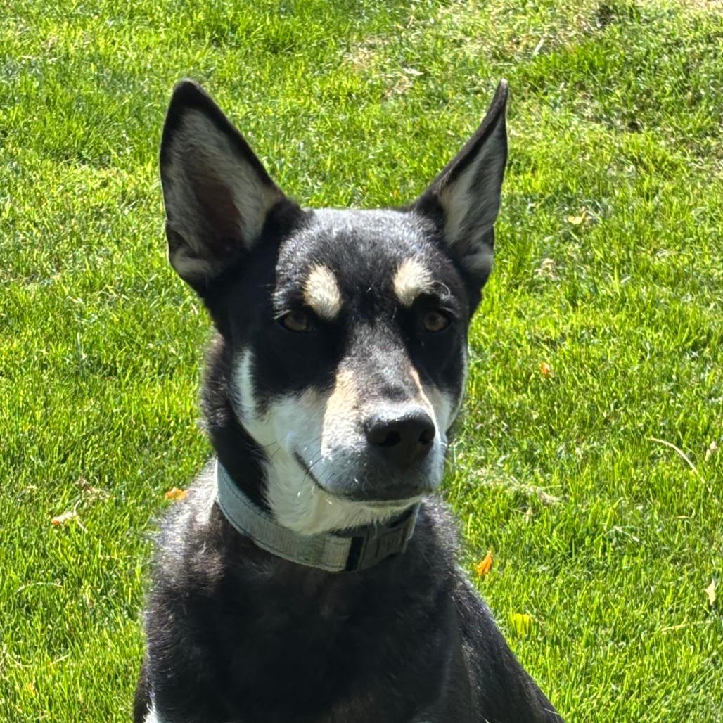 Enlarge Kris, a Adoptable Mixed Breed in Medford, OR image 3/5