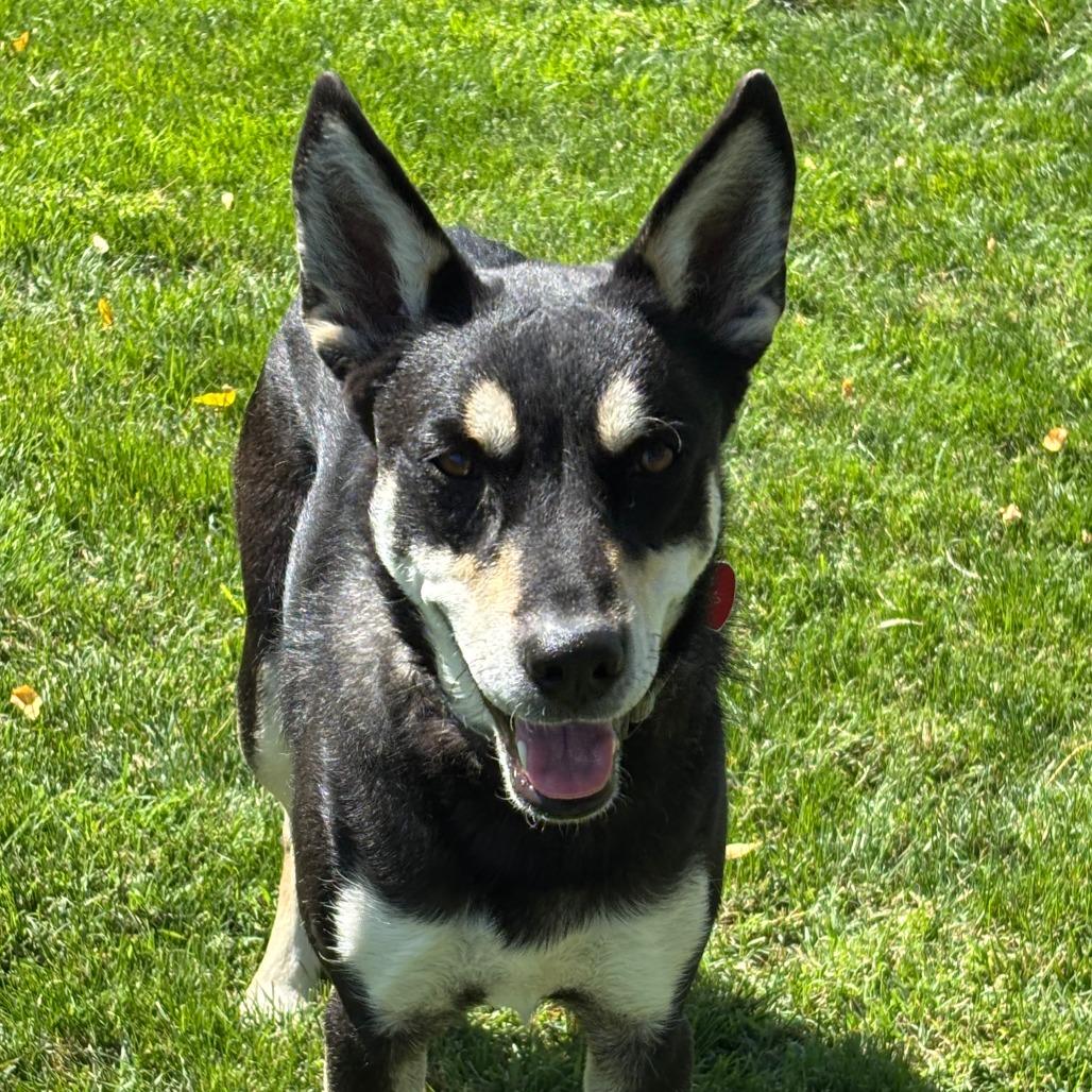 Enlarge Kris, a Adoptable Mixed Breed in Medford, OR image 4/5