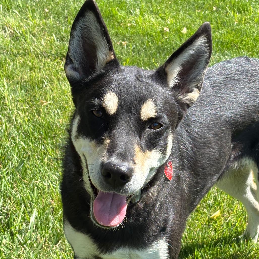 Enlarge Kris, a Adoptable Mixed Breed in Medford, OR image 5/5