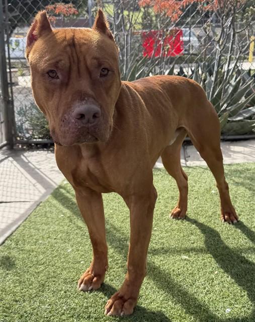 Enlarge SCOOBY, a Adoptable Mastiff in Agoura, CA image 1/1