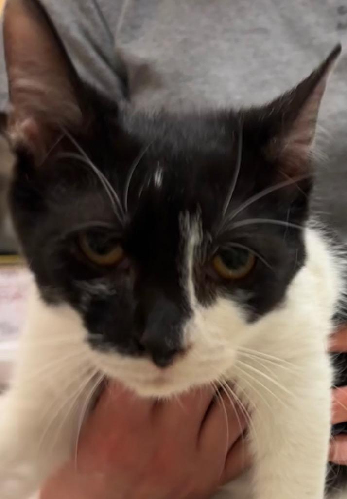 BOWIE, Adoptable, Young Male Domestic Short Hair.