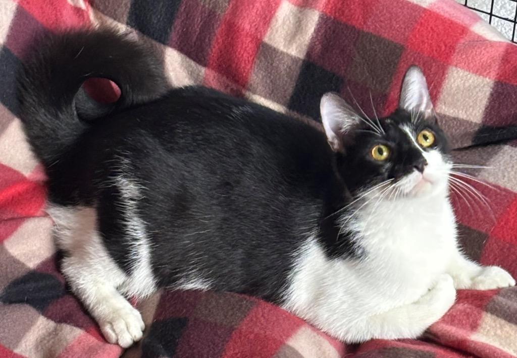 BOWIE, Adoptable, Young Male Domestic Short Hair.