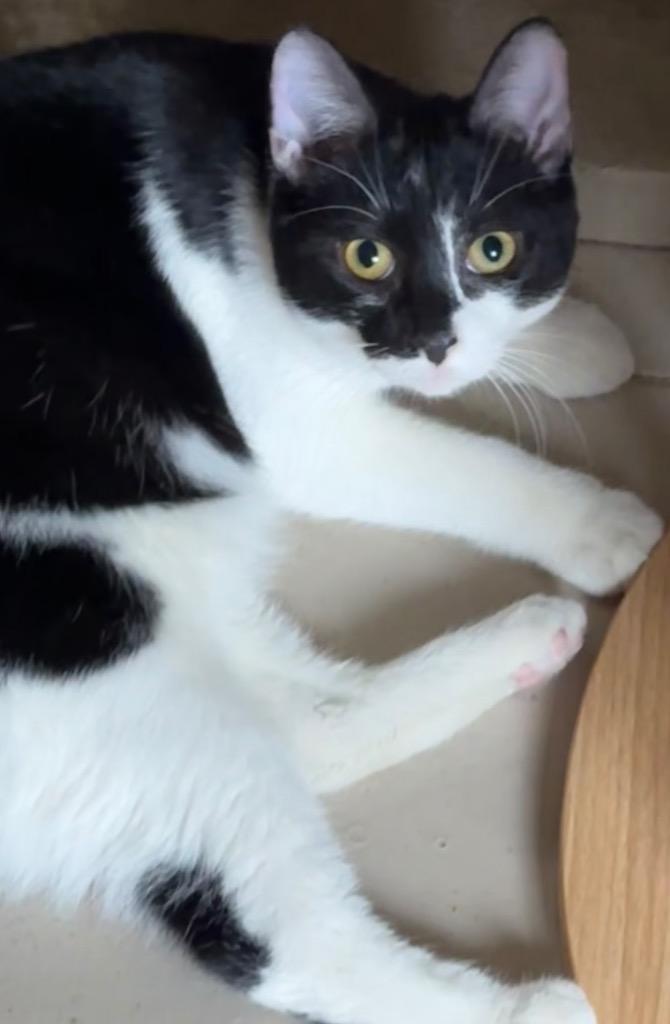 Enlarge BOWIE, a Adoptable mixed breed in Elizabethton, TN image 1/3