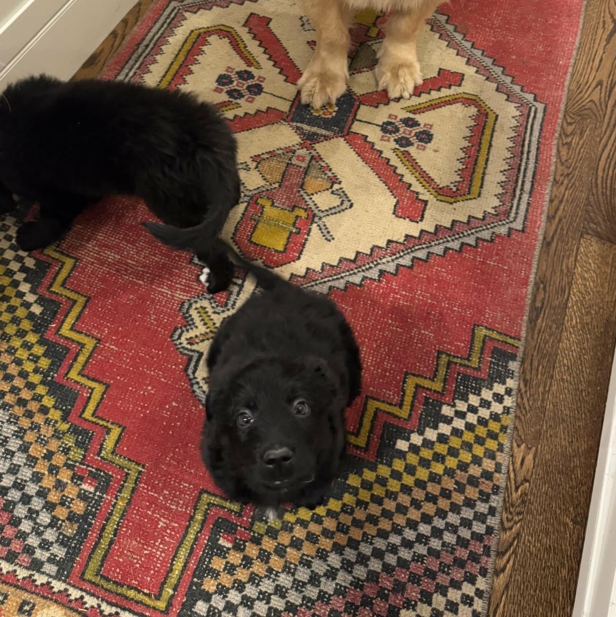 Mister , ADOPTABLE, Puppy Male Mixed Breed.