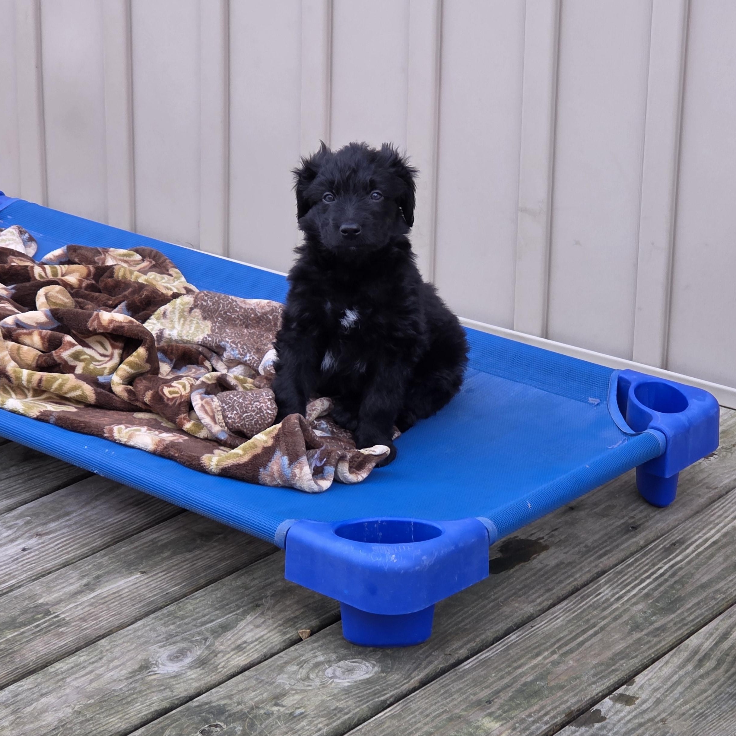 Enlarge Mister , a ADOPTABLE Mixed Breed in Lancaster, KY image 1/1